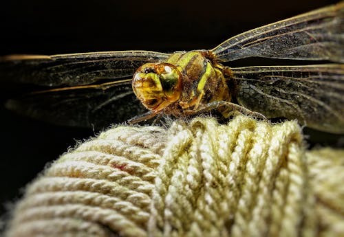 Foto profissional grátis de animal, ao ar livre, asa de libélula