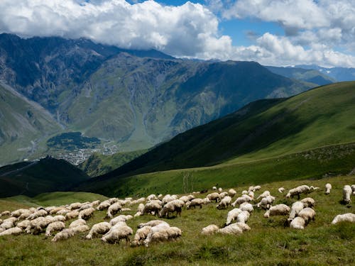 White Sheep on Green Grass Field Near Mountain Under White Clouds