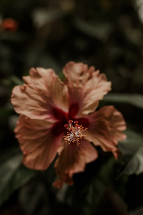 Pink Flower in Tilt Shift Lens