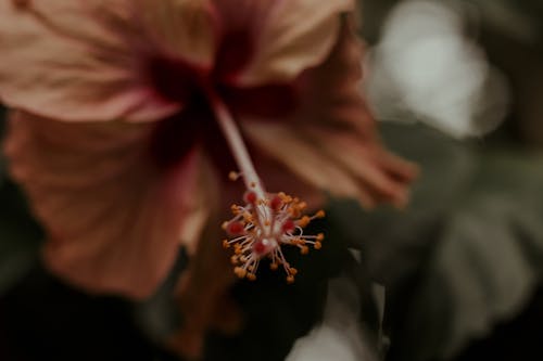 Pink Hibiscus in Bloom