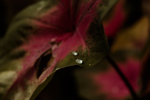 Purple Leaf With Water Droplets