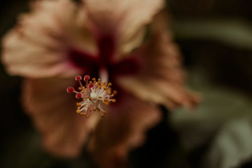 Free White and Red Hibiscus in Bloom Stock Photo
