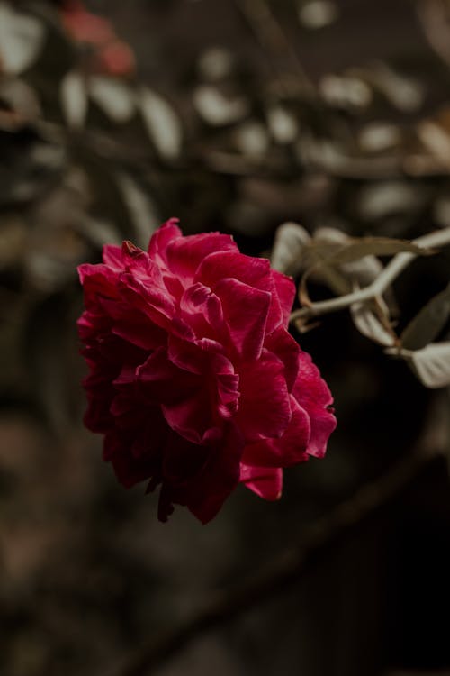 Red Rose in Bloom