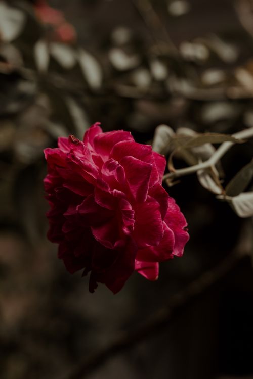 Free Close-up of a deep red rose with moody lighting, highlighting its delicate petals and elegance. Stock Photo