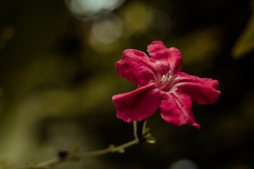 Red Flower in Bloom