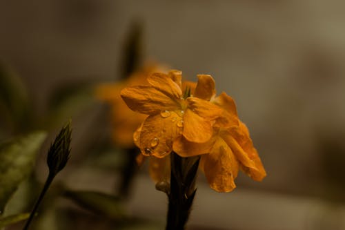 Darmowe zdjęcie z galerii z delikatny, flora, fotografia makro