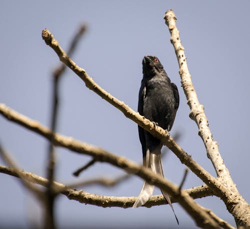 Free Black Bird on Brown Tree Branch Stock Photo