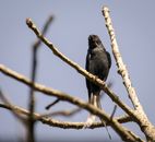 Black Bird on Brown Tree Branch