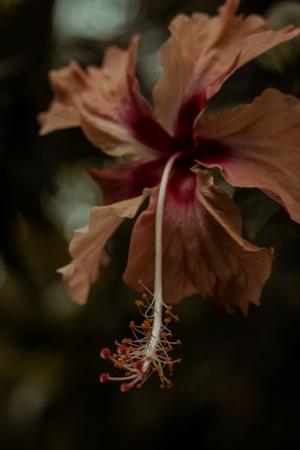 Detailed view of a blooming hibiscus flower showcasing its vibrant petals and stamen in Alenquer, PA.