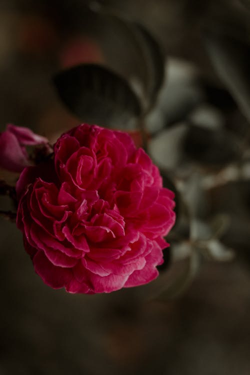 Pink Rose in Bloom in Close Up Photography
