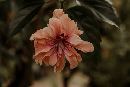 Free Pink Hibiscus in Bloom Stock Photo