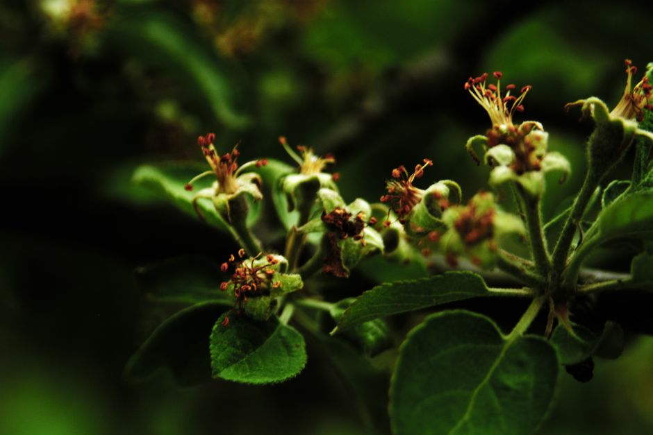 Apple tree blossoms with perfect flowers — do trees have genders Surrey BC