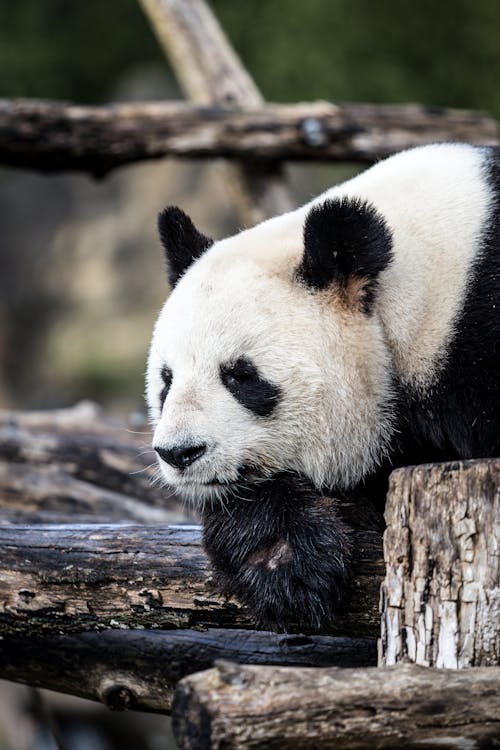 White and Black Panda on Brown Tree Trunk