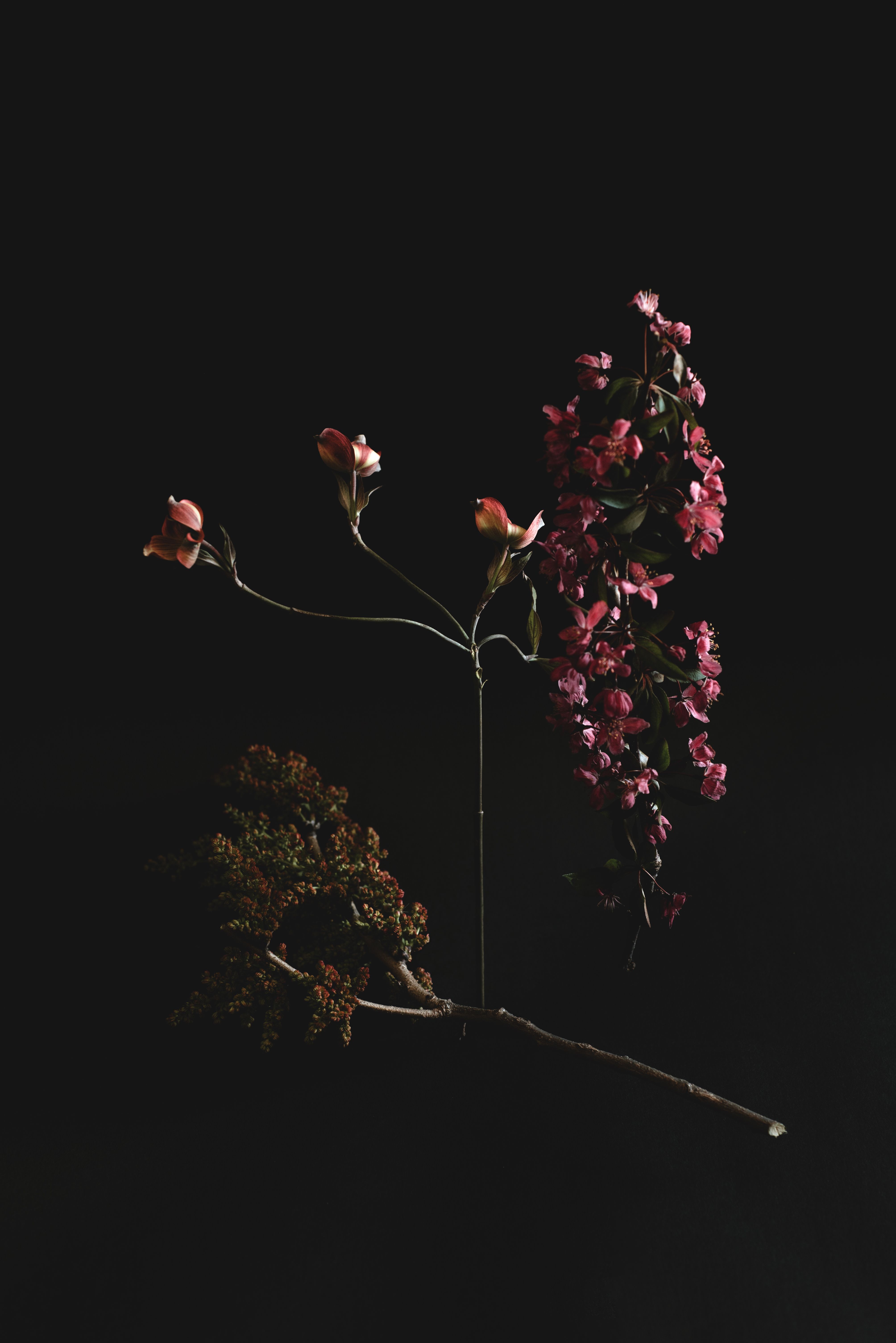 黑色背景上优雅的花朵，非常适合艺术和花卉主题