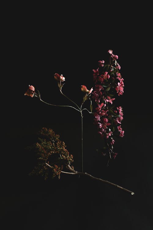 Pink Flowers with Black Background