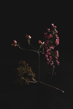黑色背景上优雅的花朵，非常适合艺术和花卉主题