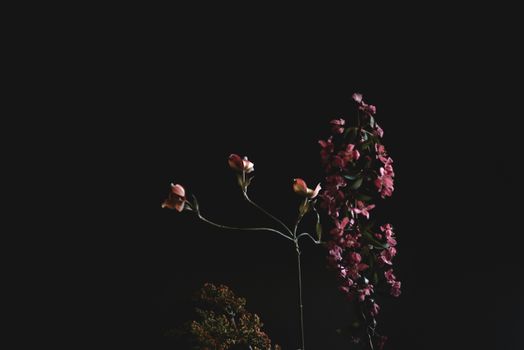 Artistic shot of pink flowers with high contrast against a black background.