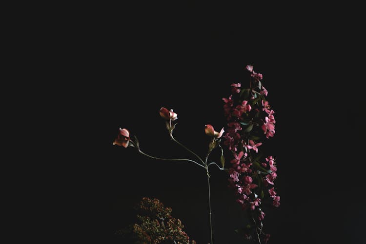 Pink Flowers On Black Background