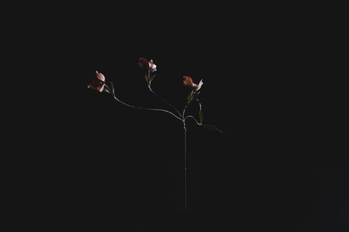 Dark still life by Evie Shaffer on Pexels