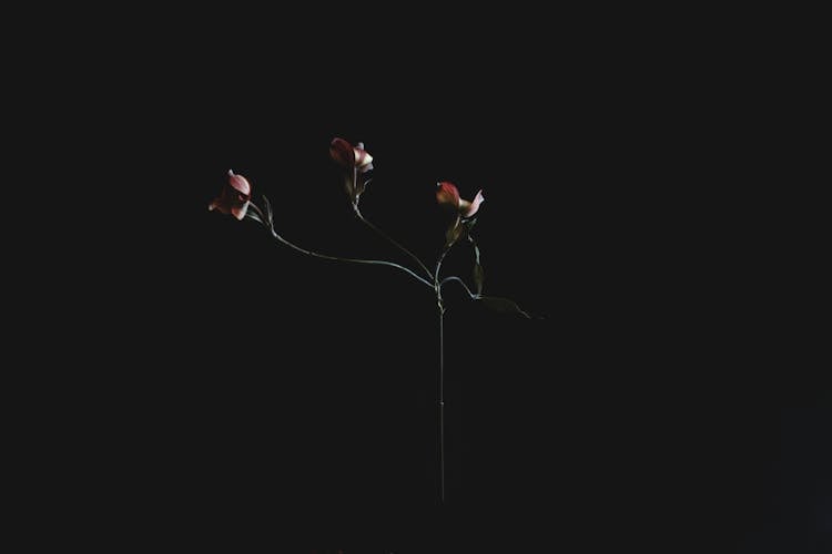 Three Flowers With Black Background