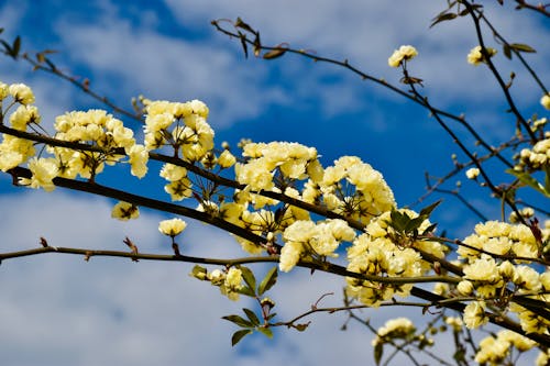 Yellow Flowers on Brown Tree Branch