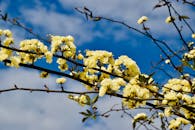 在普罗旺斯晴朗的蓝天下，树枝上开着明亮的黄色春花