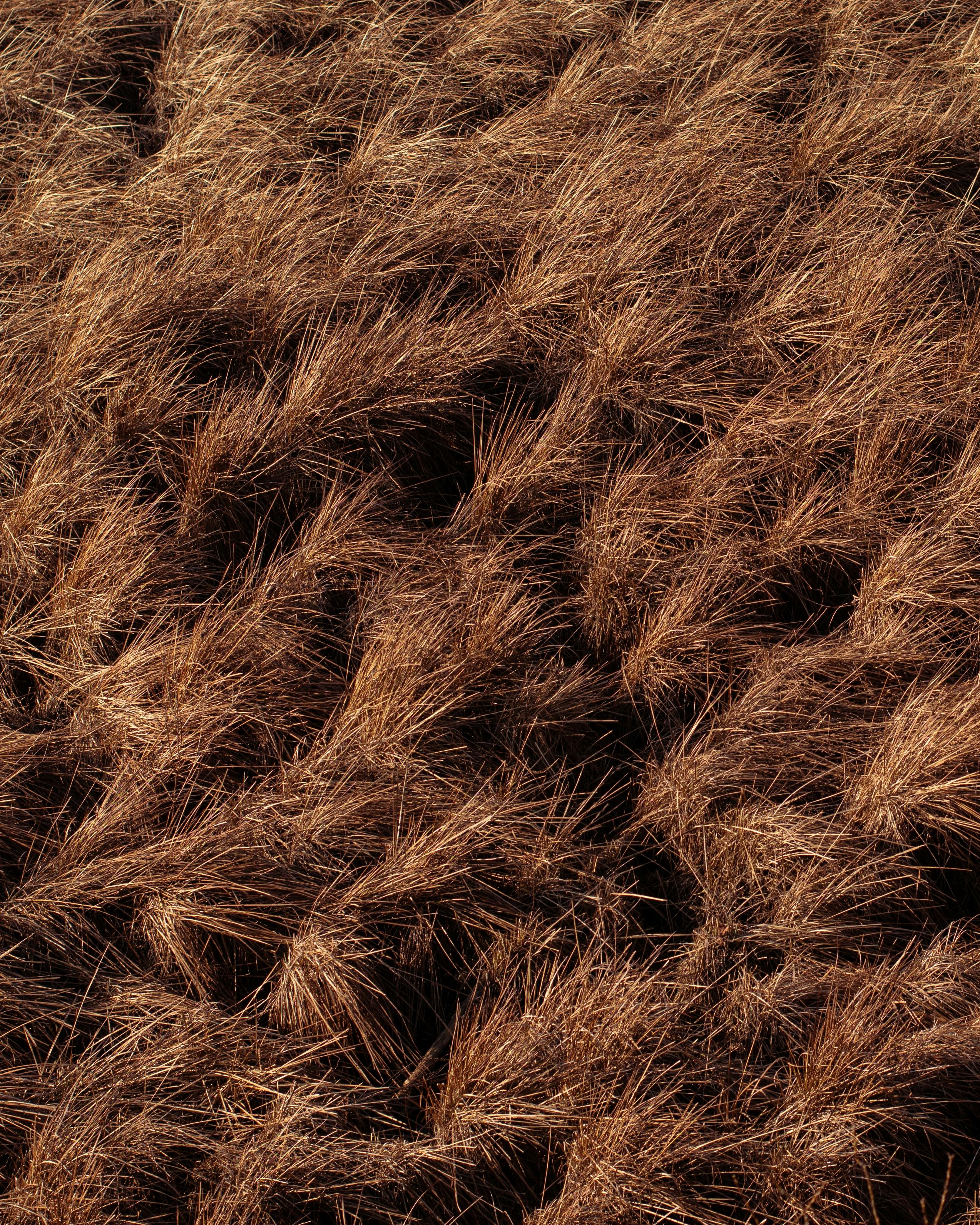 Brown Grass Field · Free Stock Photo