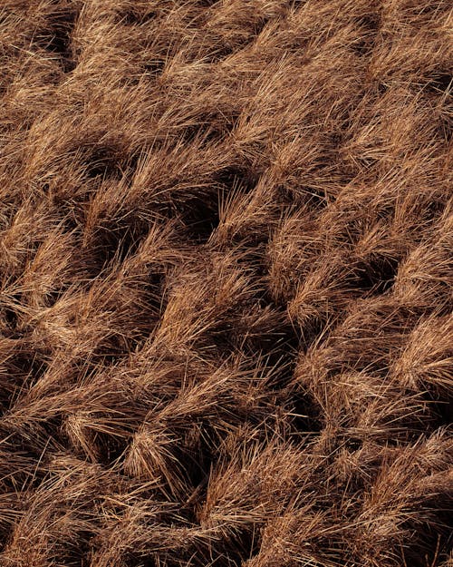 Brown Grass Field