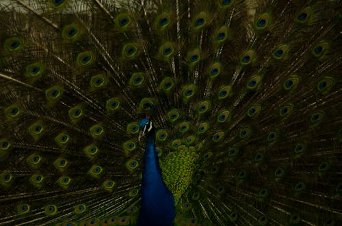 Blue Peacock in Close Up Photography