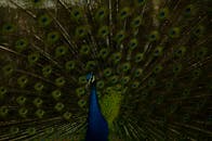 Blue Peacock in Close Up Photography