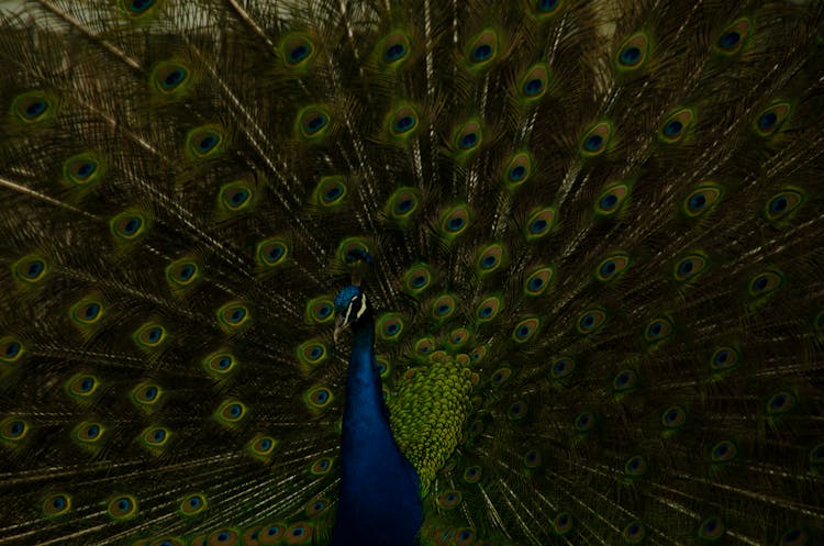 Blue Peacock In Close Up Photography