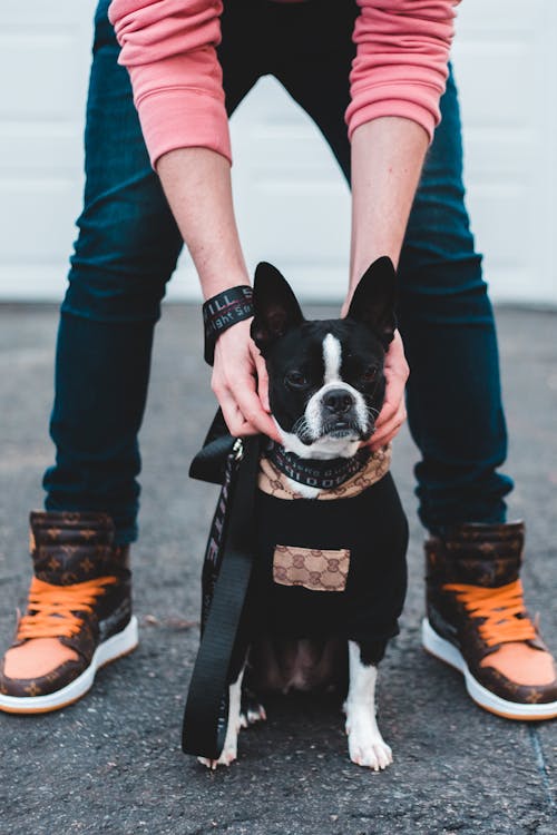 Unrecognizable man in casual clothes touching French Bulldog while spending time on city street