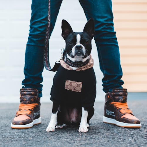 Black and White French Bulldog Puppy