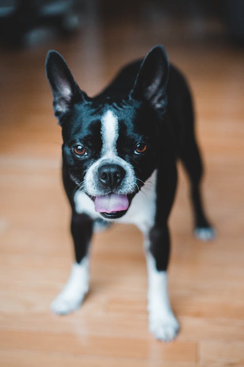 Black and White French Bulldog