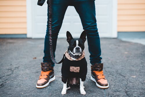 Person in Blue Denim Jeans and Brown Sneakers Holding Black and White Short Coated Dog
