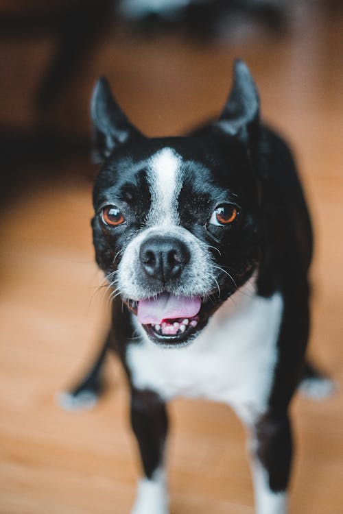 Black and White French Bulldog