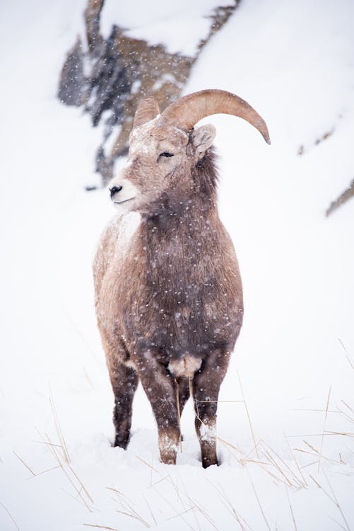 胰腺癌三藥組合療法:西班牙科學家在小鼠實驗中實現完全治癒,2026年臨床試驗將如何改變全球癌症治療格局? 胰腺癌三藥組合療法:西班牙科學家在小鼠實驗中實現完全治癒,2026年臨床試驗將如何改變全球癌症治療格局?
