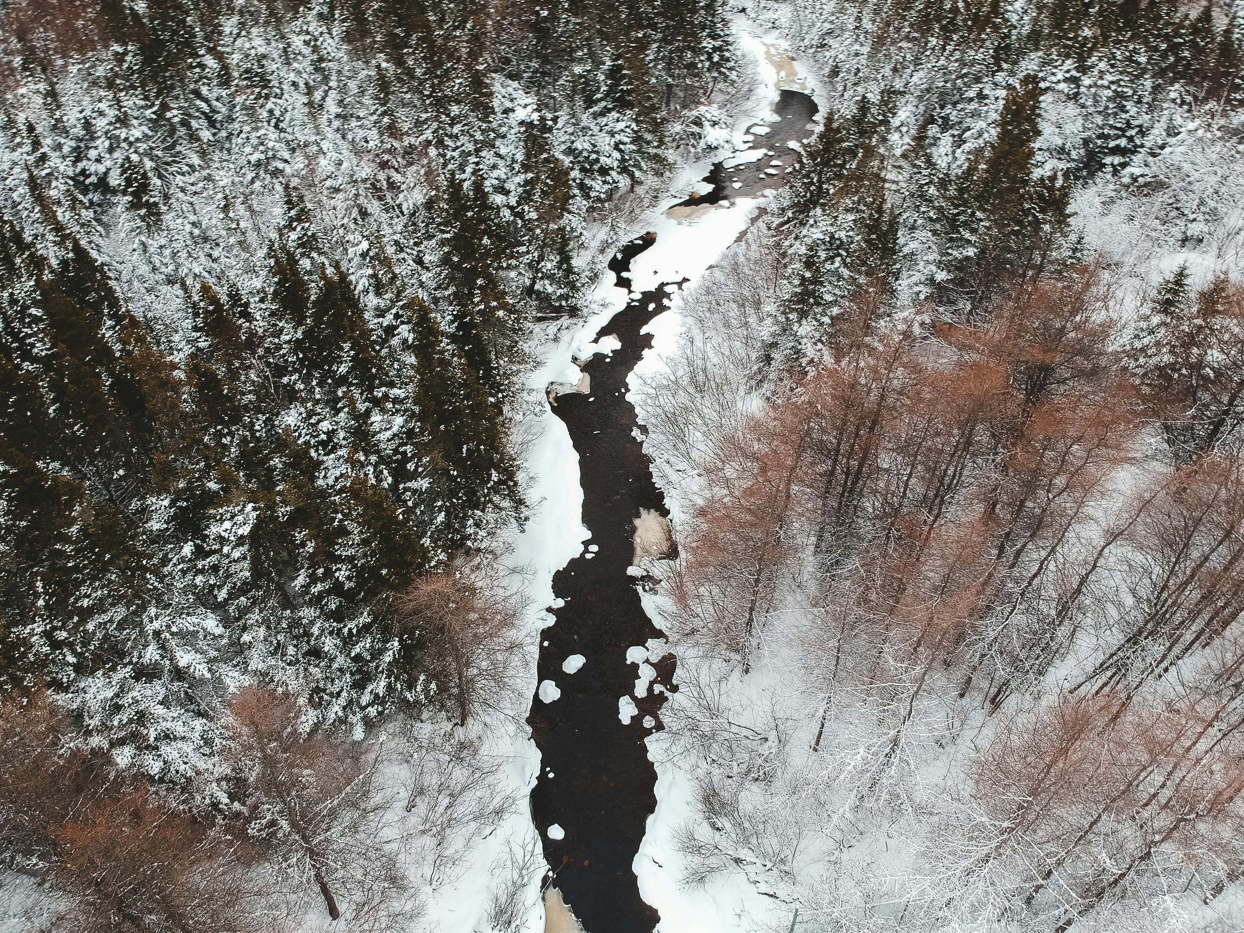 Brown Trees Covered With Snow · Free Stock Photo