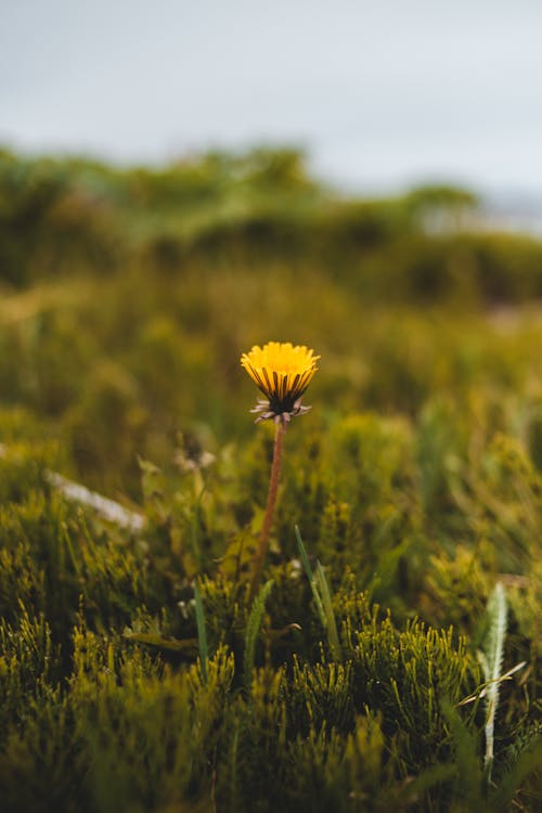 Gratis lagerfoto af bane, blomst, botanik