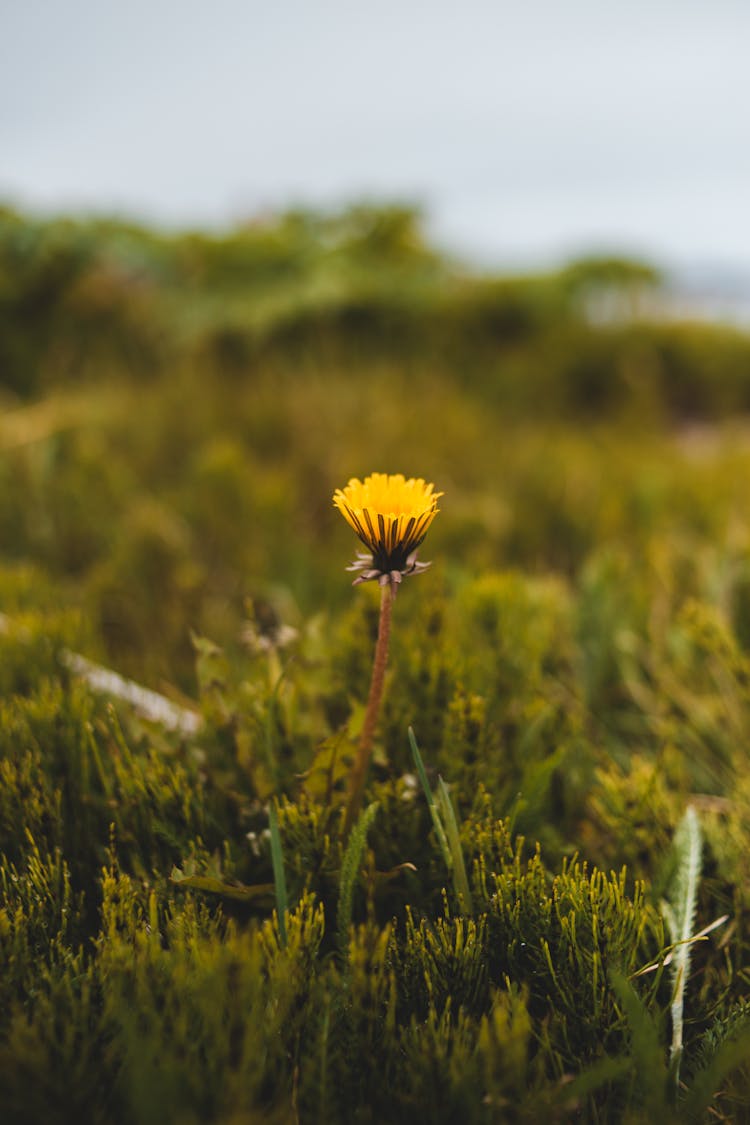 Dandelion Growing In Green Field