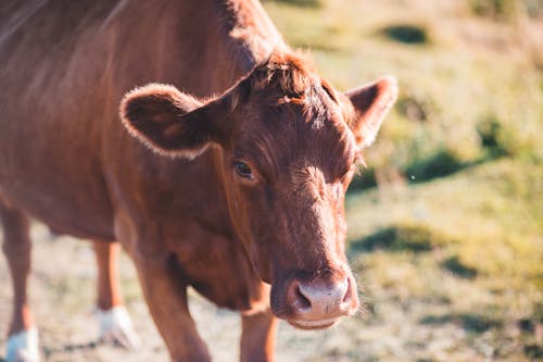 Kostnadsfri bild av bondgård, boskap, brun ko
