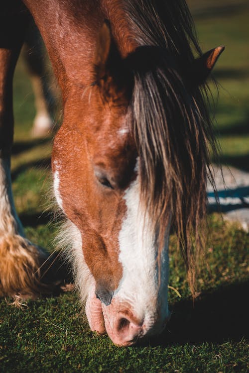 Horse eating grass on pasture