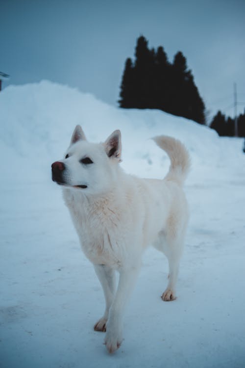 White Dog on Snow Covered Ground