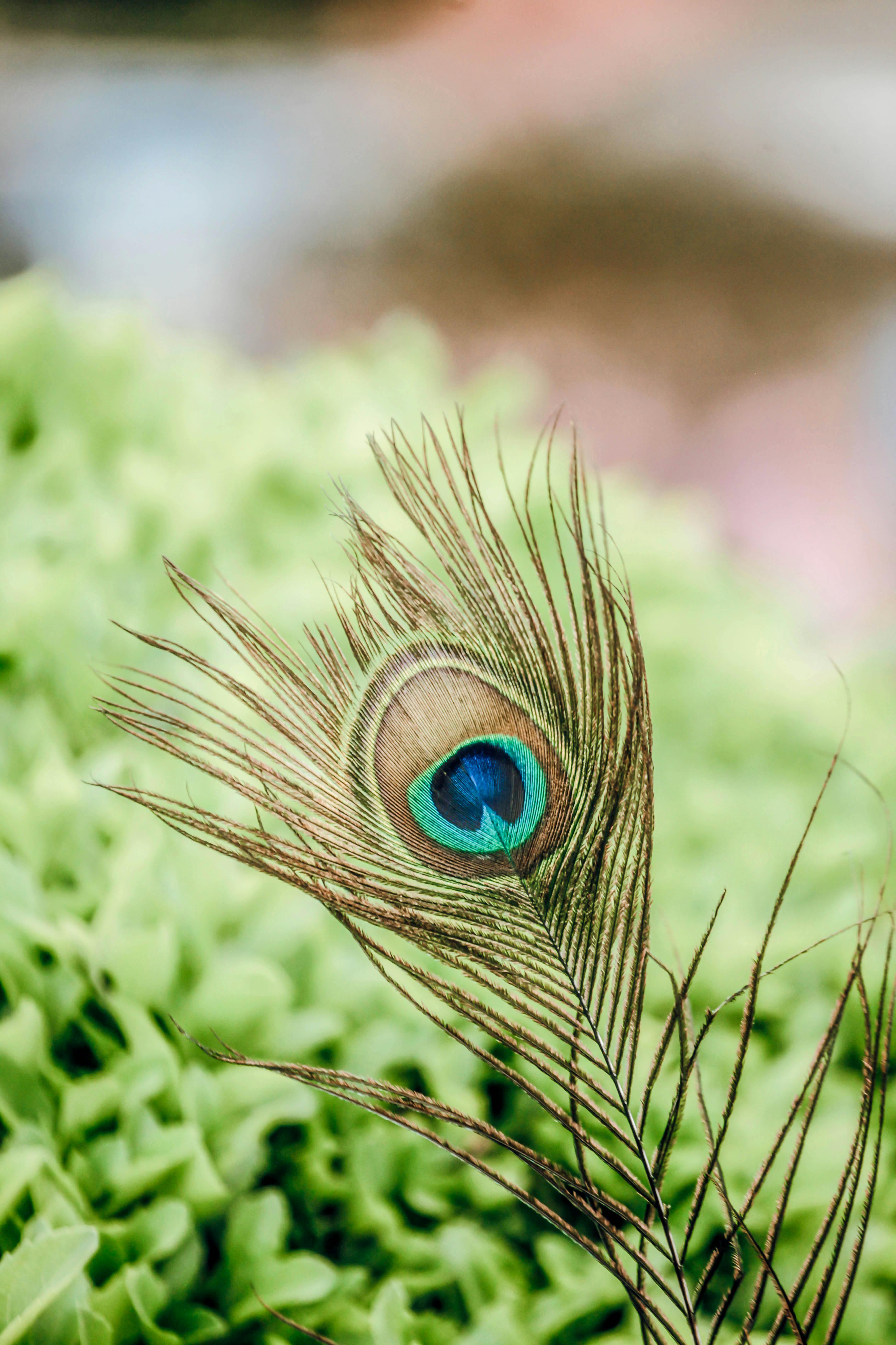 Brown and Blue Peacock Feather on Green Grass · Free Stock Photo