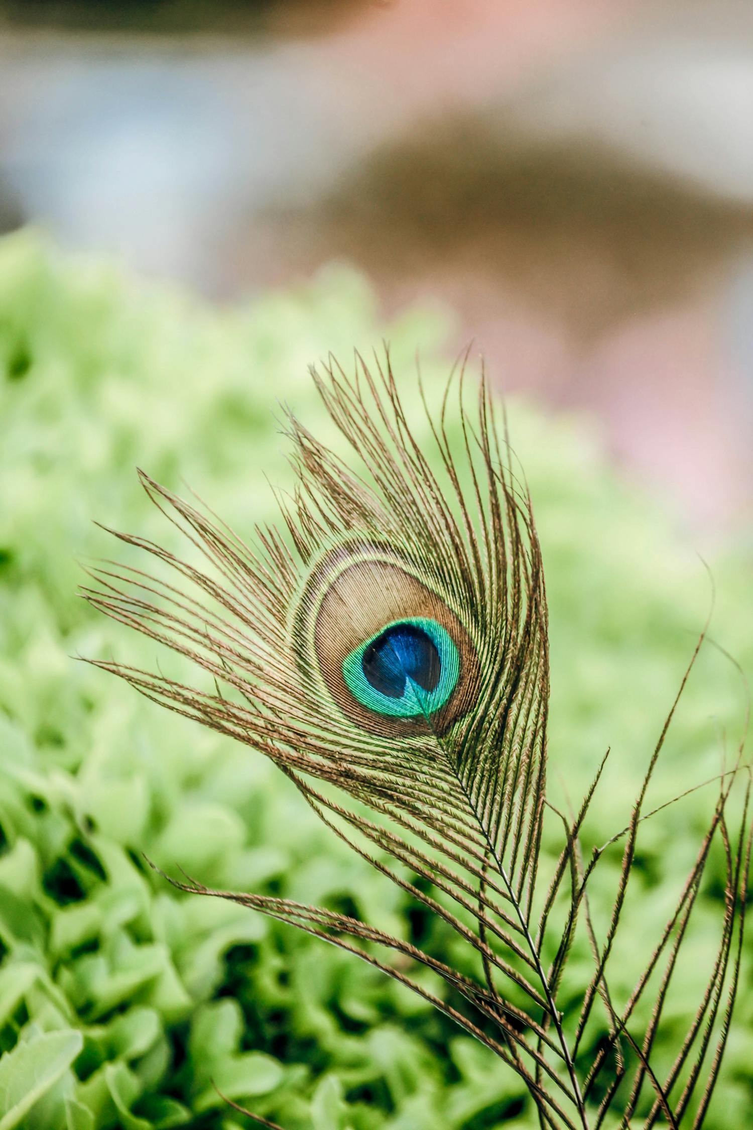 高清拍摄孔雀的羽毛多彩艳丽动物素材设计