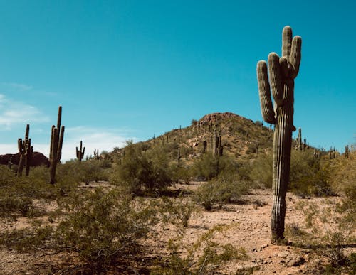 Green Saguaro Cactus on Brown Field