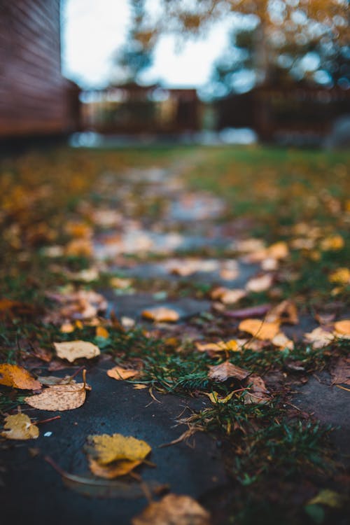 Brown Dried Leaves on Green Grass