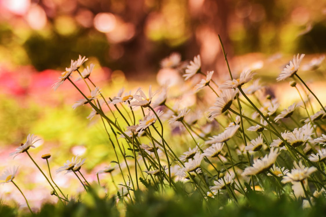 Flores Brancas Com Folhas Verdes