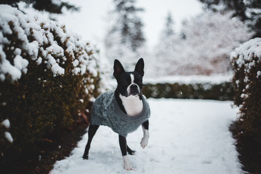 一只波士顿梗犬穿着舒适的毛衣，在白雪皑皑的花园里享受冬日
