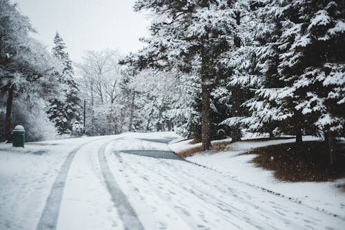 Foto d'estoc gratuïta de a l'aire lliure, arbres, blanc